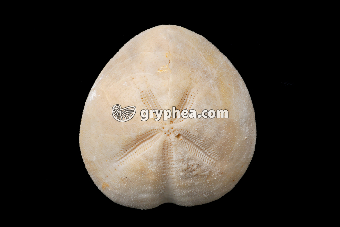 Micraster (Crétacé) - gryphea.com